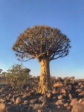 J14 quivertree forest
